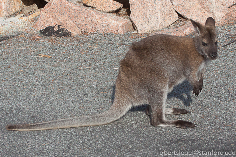 wallaby